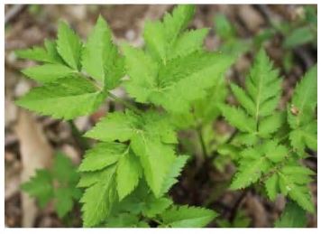 공진단-효능-당귀