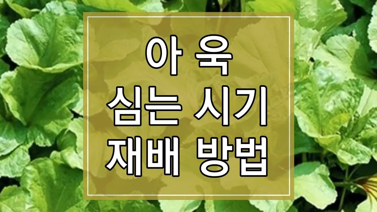 아욱 재배 텃밭 초보 직파 심기 병충해 적음_1