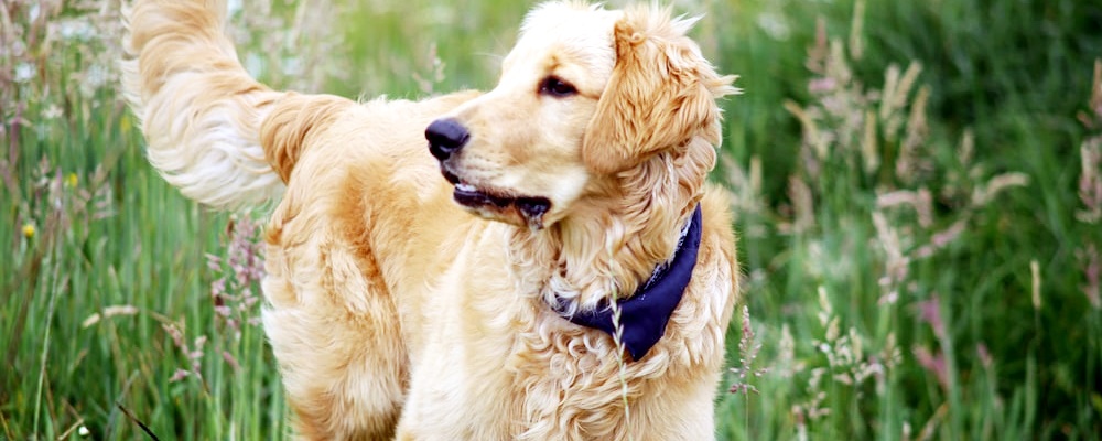 강아지 광견병 증상 11