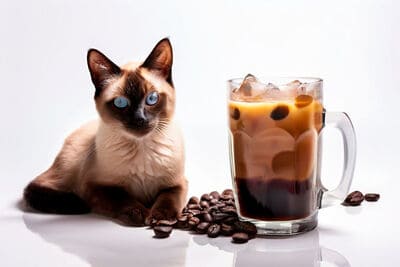 에티오피아 지역 커피