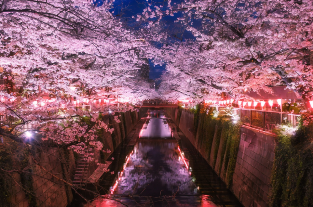 일본 벚꽃 축제