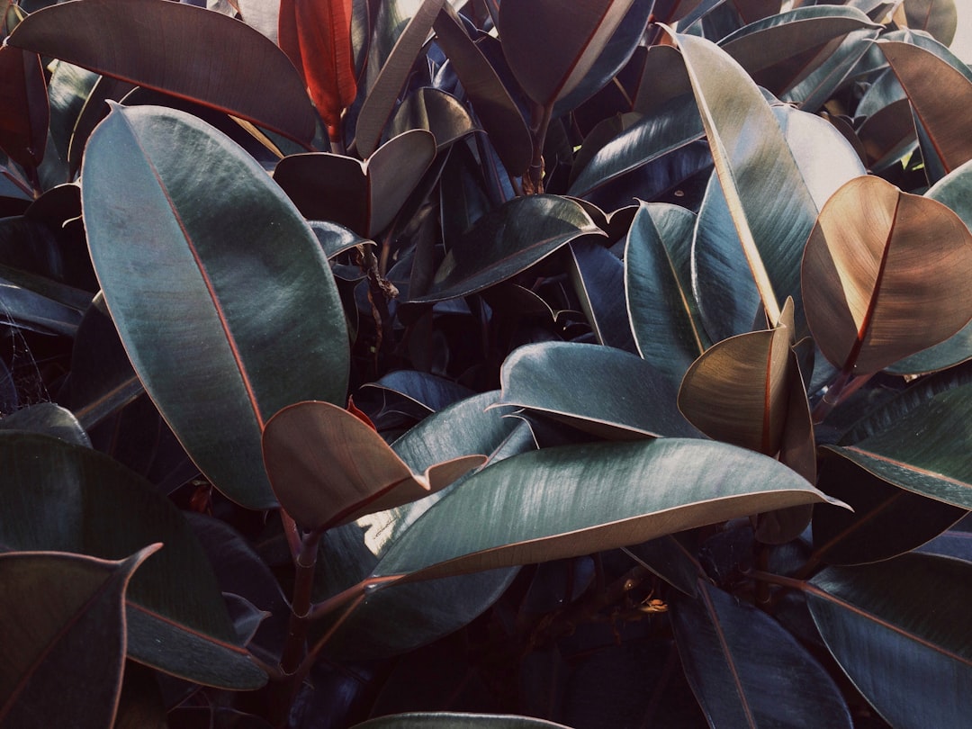 Ficus