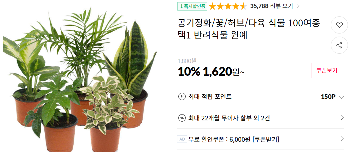 다육이 키우는 법 및 겨울철 물 주기 (+ 종류 분갈이)