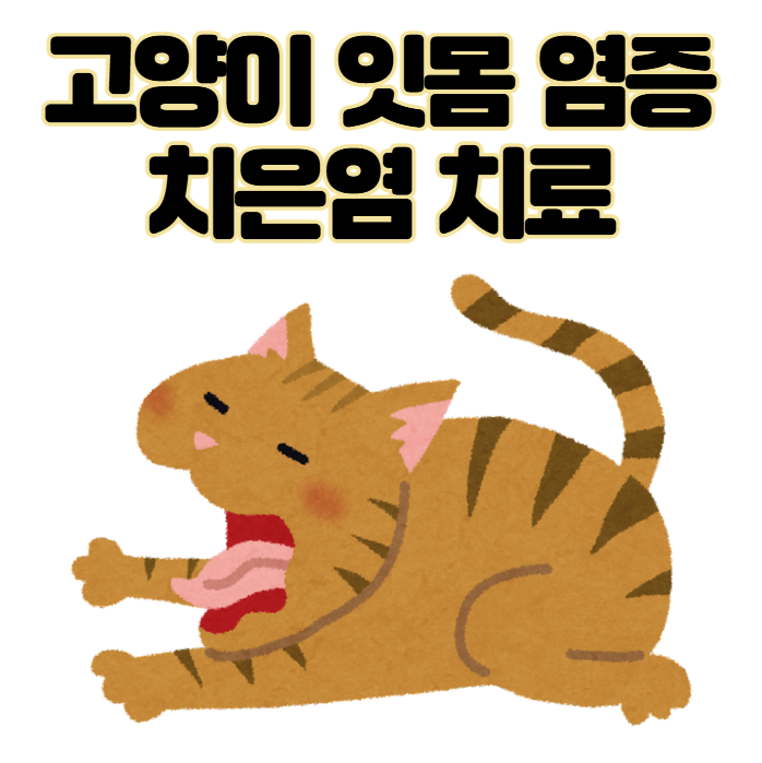 고양이 잇몸 부음 치은염 원인 증상 및 치료 후기