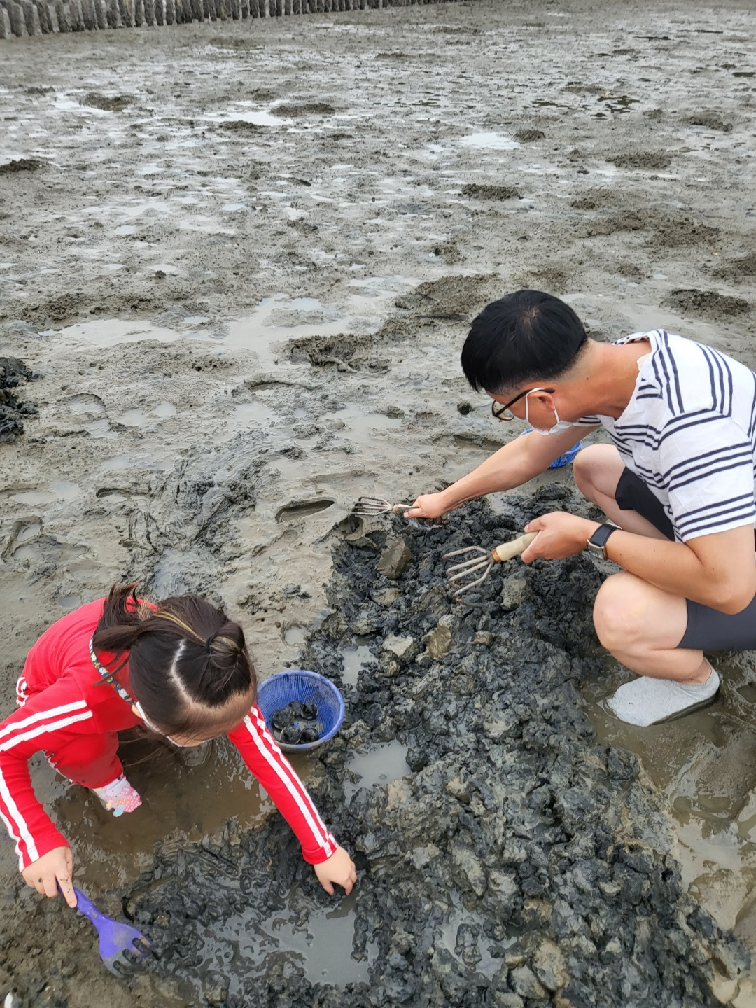 서천 갯벌체험, 모시조개 캐기 (서천송림갯벌체험장)