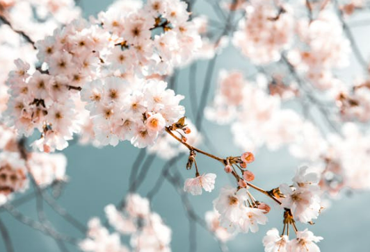 2024 벚꽃 개화 시기 상황 벚꽃 명소 추천