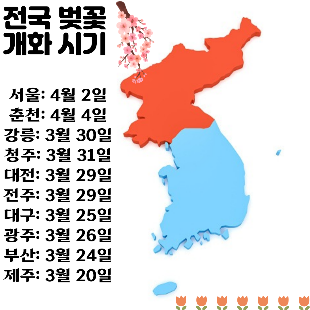 벚꽃 개화 시기 플렛폼 사진