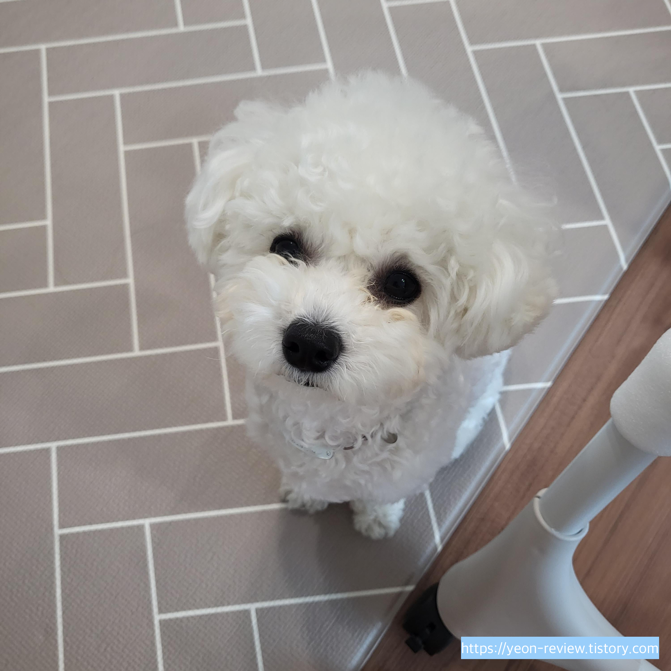 강아지양배추급여