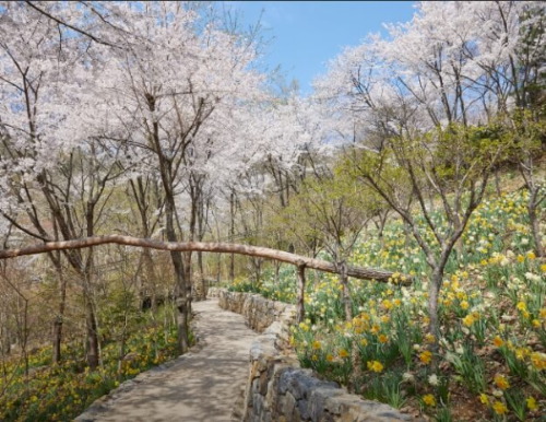 화담숲 봄 벚꽃 풍경