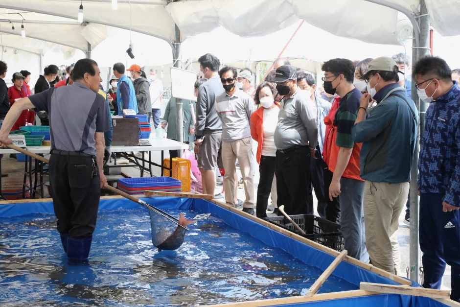 광어효능 도미효능 서천 자연산 광어 도미 축제