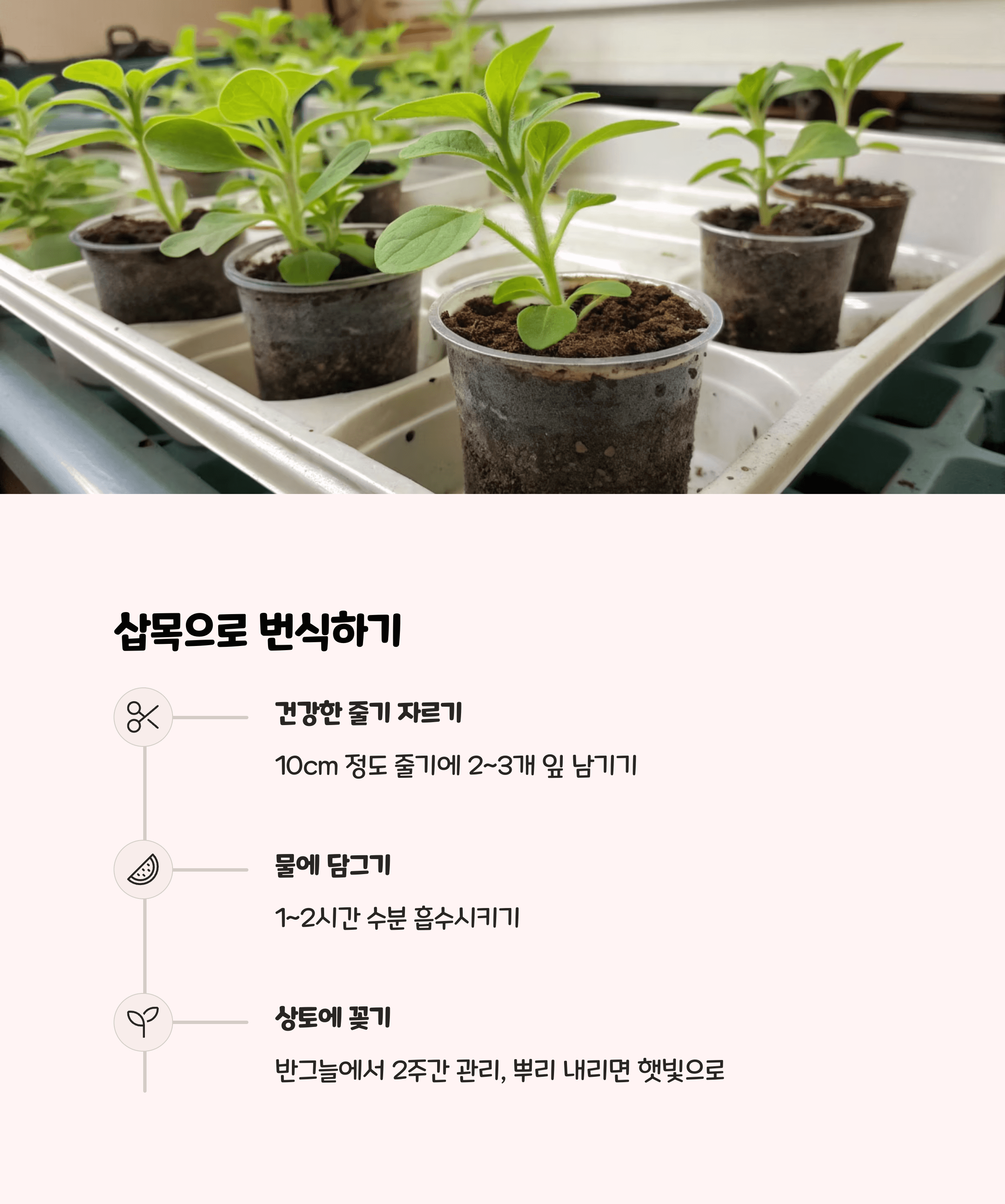 사피니아