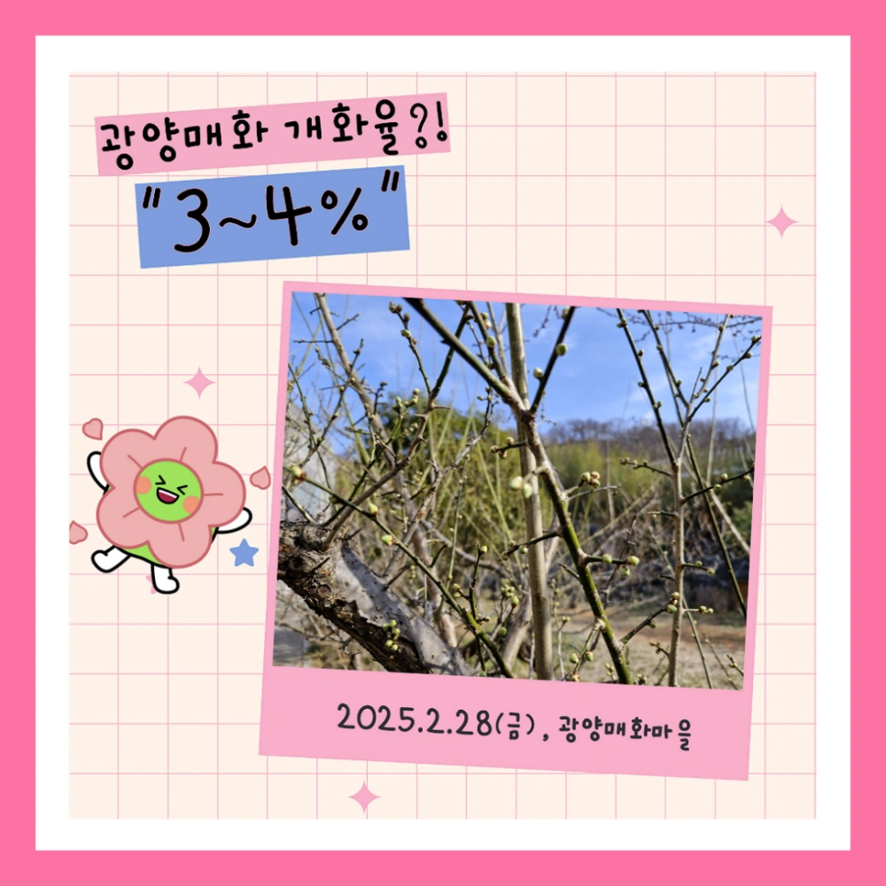 광양-매화축제-개화상황-실시간