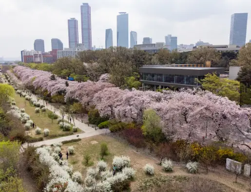여의도-윤중로-벚꽃전경