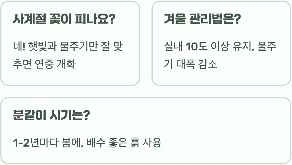 꽃기린 죽이지 않고 키우기 A to Z (물주기, 햇빛)