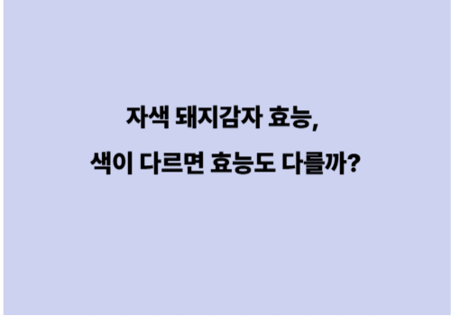 자색 돼지감자 효능, 색이 다르면 효능도 다를까?