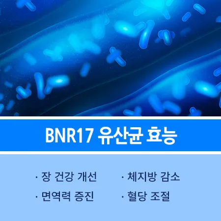 BNR17 유산균 효능