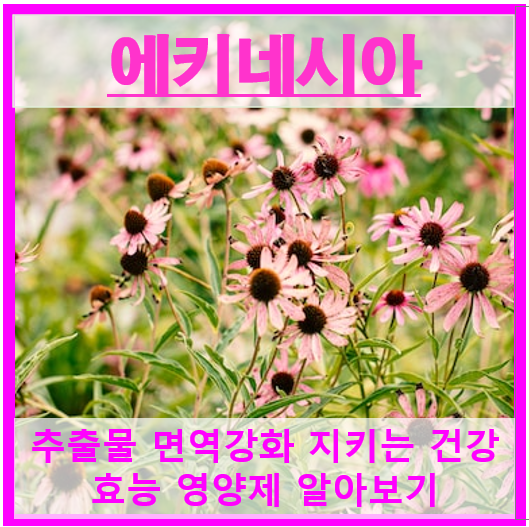 에키네시아 썸네일