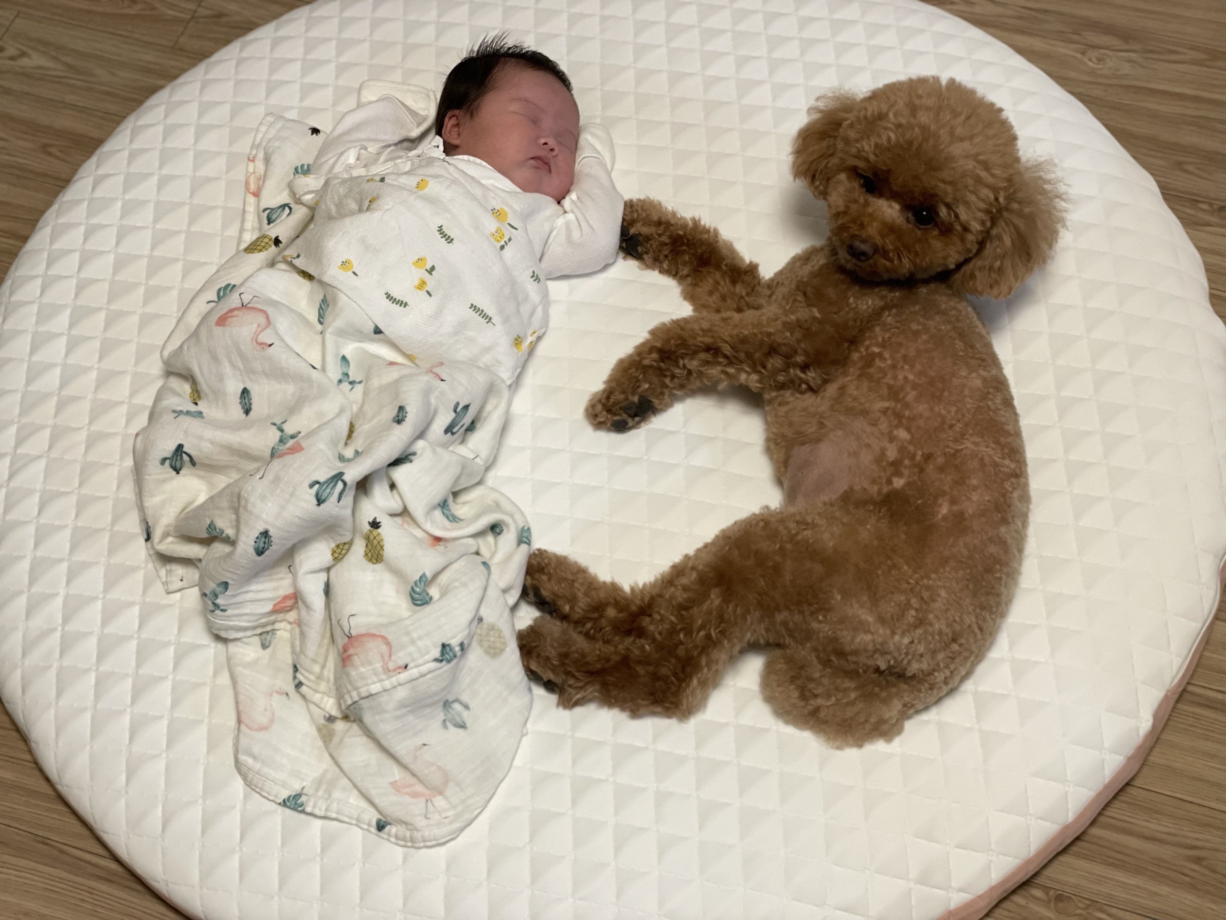 아기랑 반려견이 좋아한 아이템