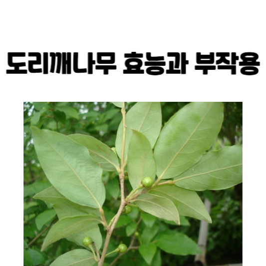 도리깨나무 효능과 부작용