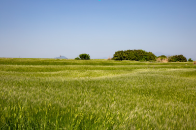 2025 양평 밀축제