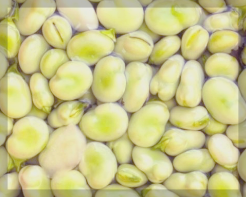 파바빈 효능 이점 제품 가격 등 총정리