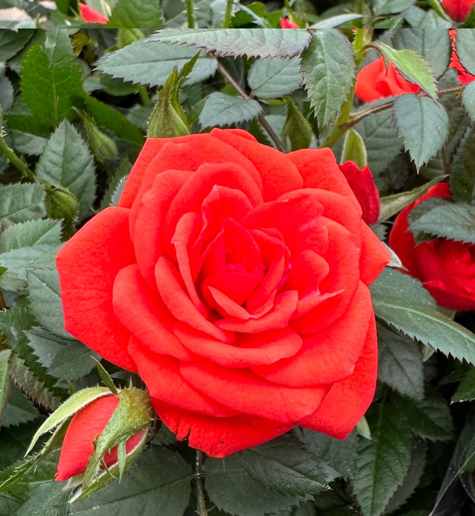 장미꽃 묘목 모종 키우는 방법