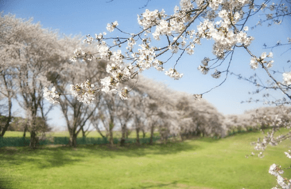 2024 벚꽃 개화시기 만개시기 벚꽃명소 축제일정과 관련된 벚꽃사진