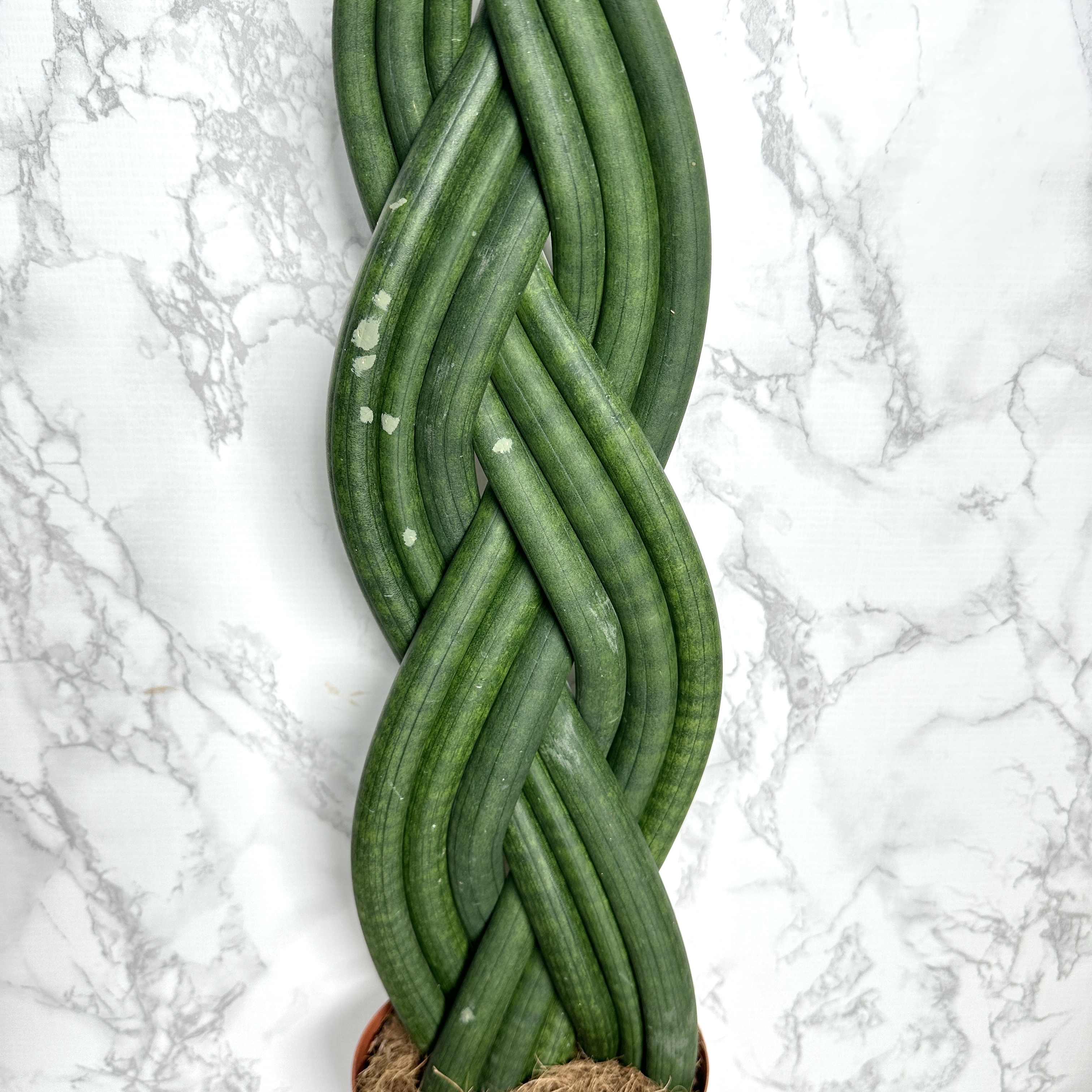 키우기 좋은 식물