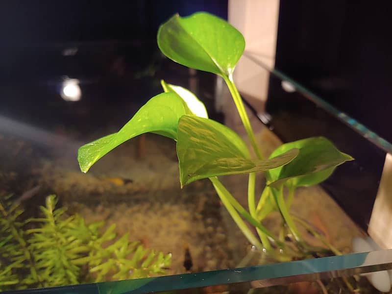 죽은 줄 알았던 식물, 다시 살린 이야기: 내가 되살린 반려식물 회복일지