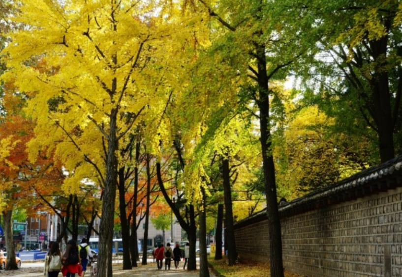 서울-단풍-명소
