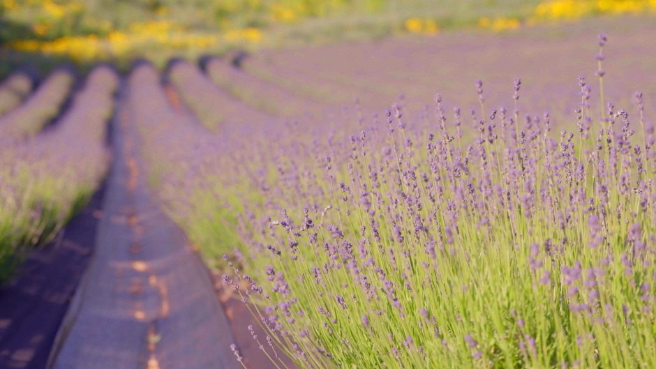 라벤더 들판