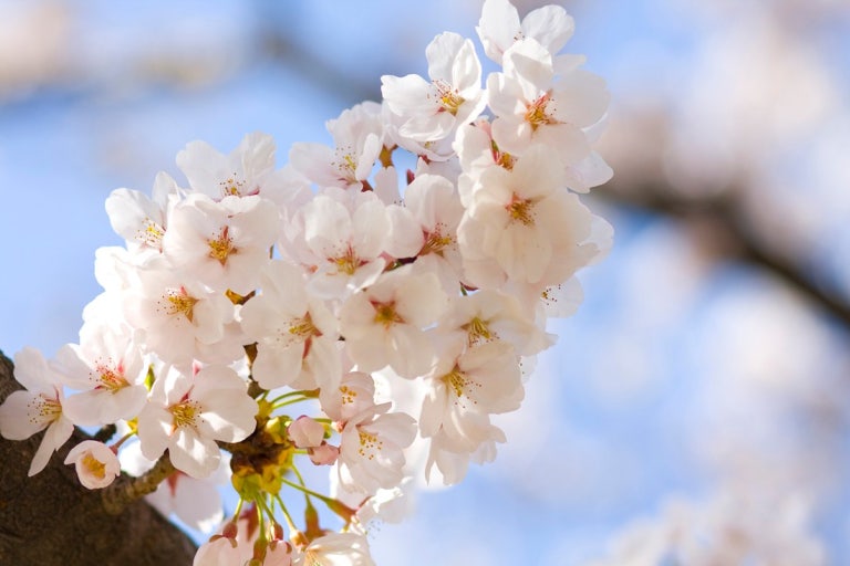 영등포 여의도 봄꽃축제