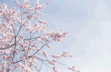서울 남산 벚꽃길 주차단속