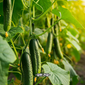 오이 효능