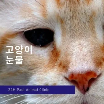 고양이가 눈물 흘리는 이유 눈물관리 가이드_13