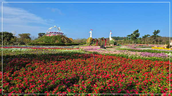 2025 태안 가을꽃 박람회 이미지 / 출처: 코리아플라워파크
