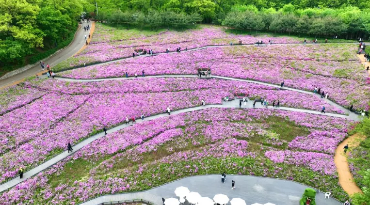 2024-불암산-철쭉제-사진