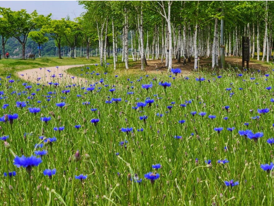 남양주-덕소삼패공원-사진