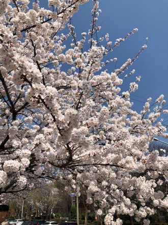 충훈부 벚꽃6