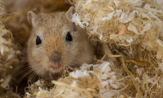 햄스터 vs 저빌, 어떤 설치류가 더 잘 맞을까?