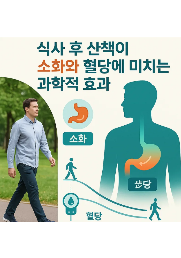 1.식사 후 산책이 소화와 혈당에 미치는 효과