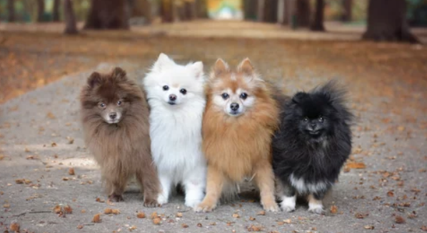 포메라니안/출처:어도비스톡