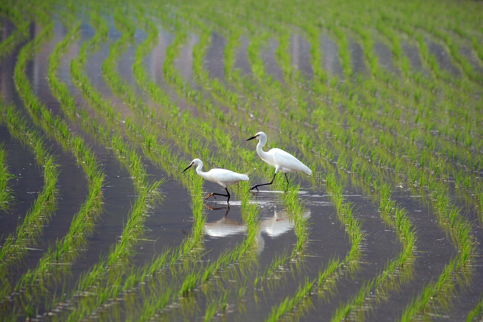 두레, 공동체 노동이자 집단형 잊혀진 전통놀이