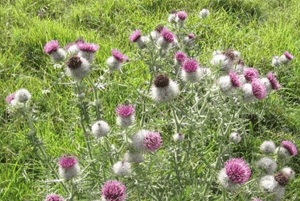 밀크씨슬 효과06