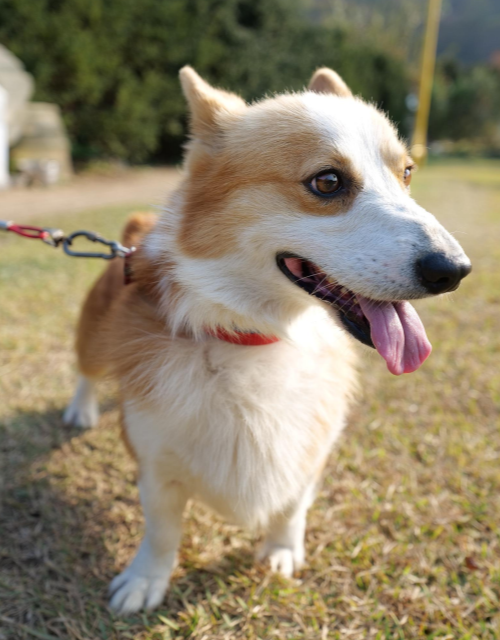 누런색 새끼 강아지