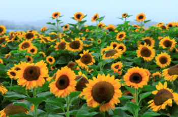 태백 해바라기축제