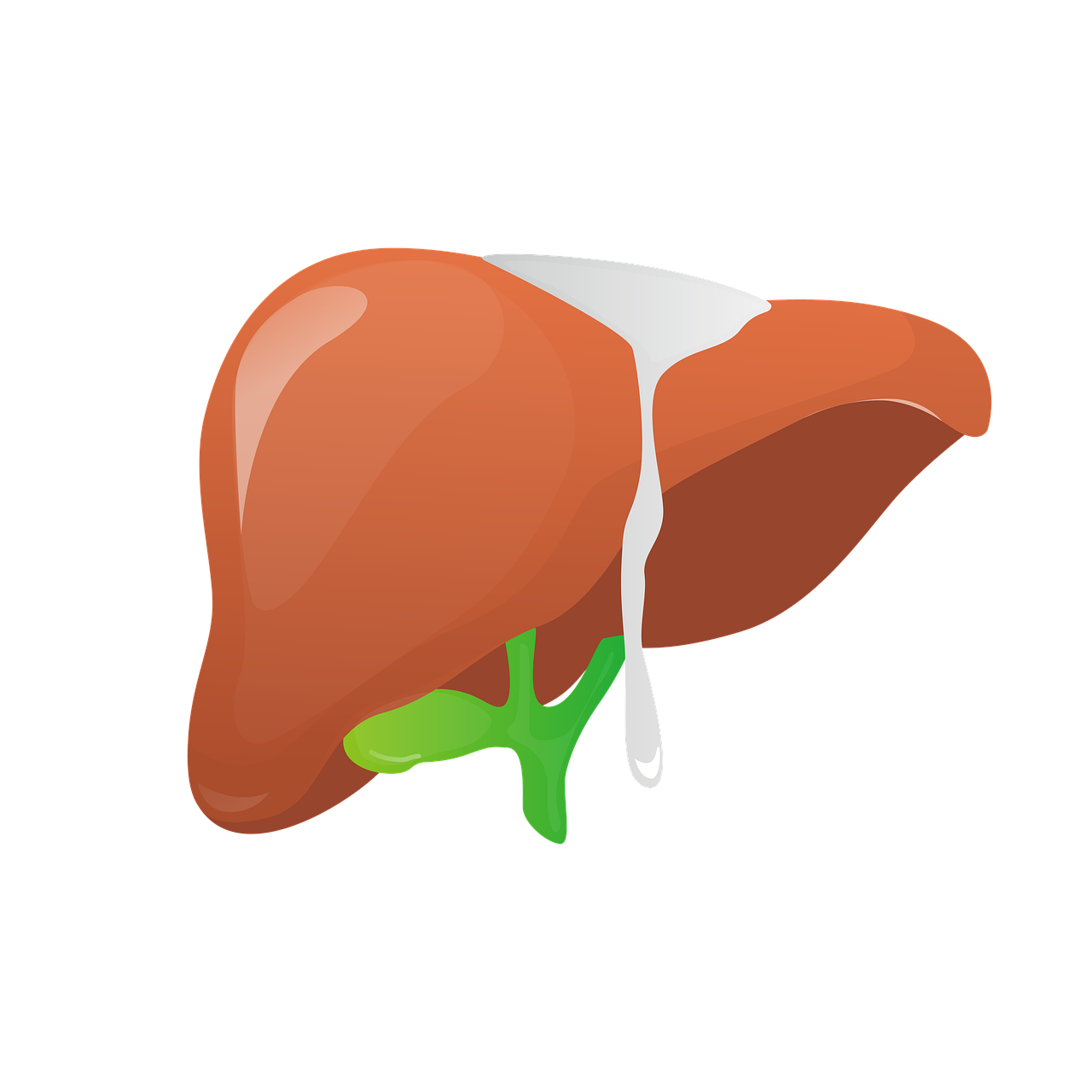 간 간기능 간에 좋은 음식