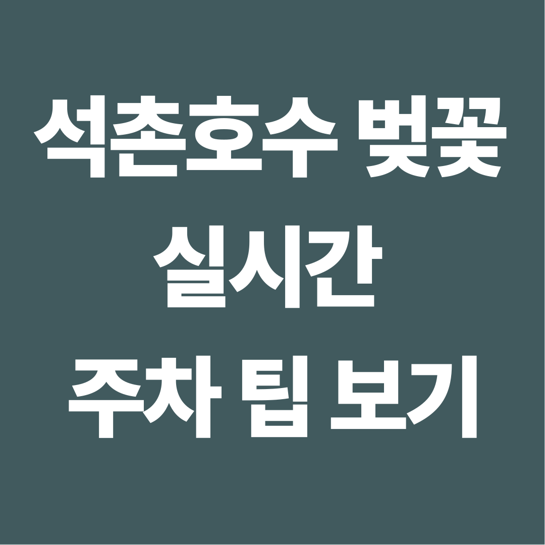 석촌호수 벚꽃 축제 일정, 주차장, 송리단길 맛집