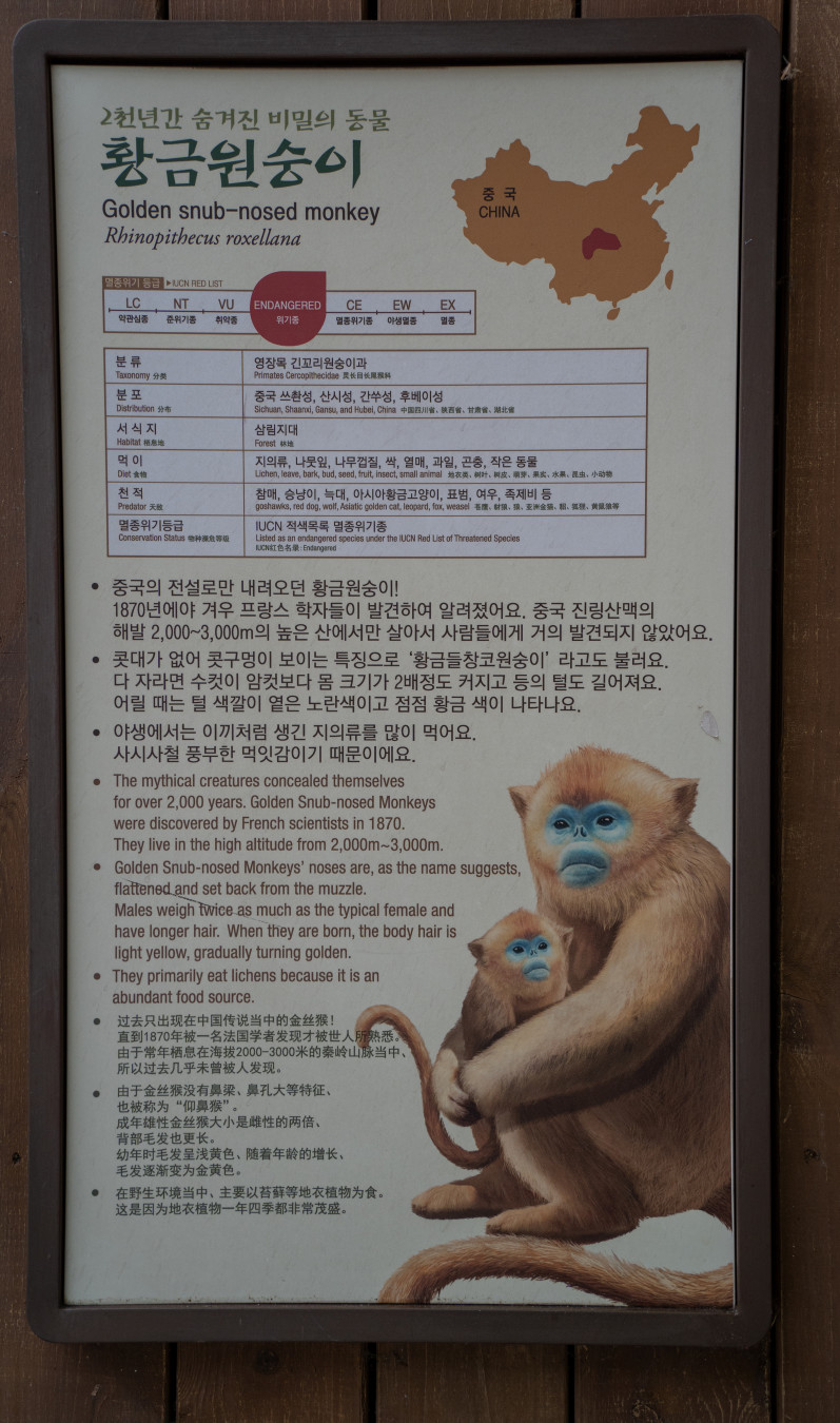 에버랜드 판다월드 황금원숭이