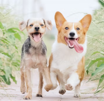 실내 동물카페 창업에 대하여 알아보기